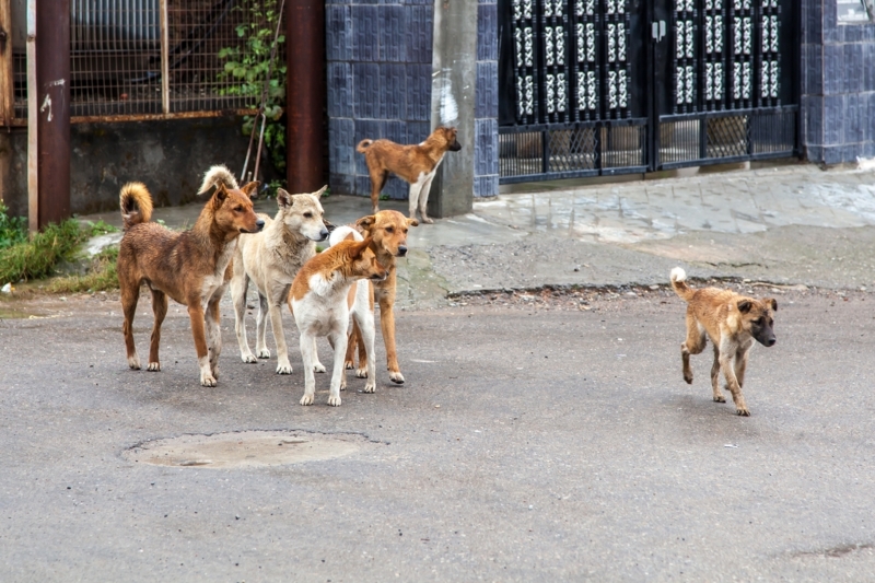 History of Street Dogs