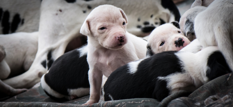 More Cow Puppies