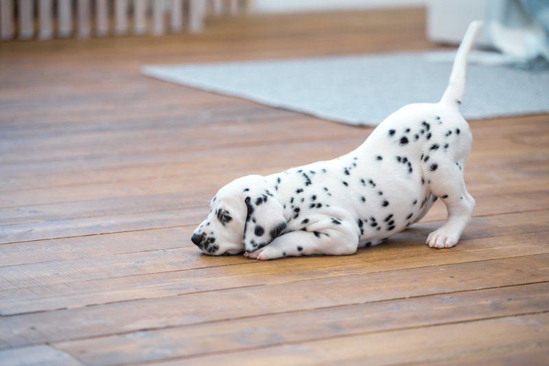 Healthy Puppies