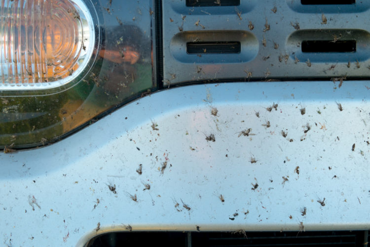 Crushed Insect On Car Bumper. Crush The Mosquitoes And Gnats At The Front Of The Vehicle