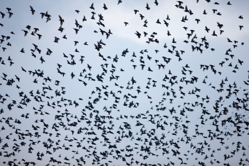 Birds Continue Circling