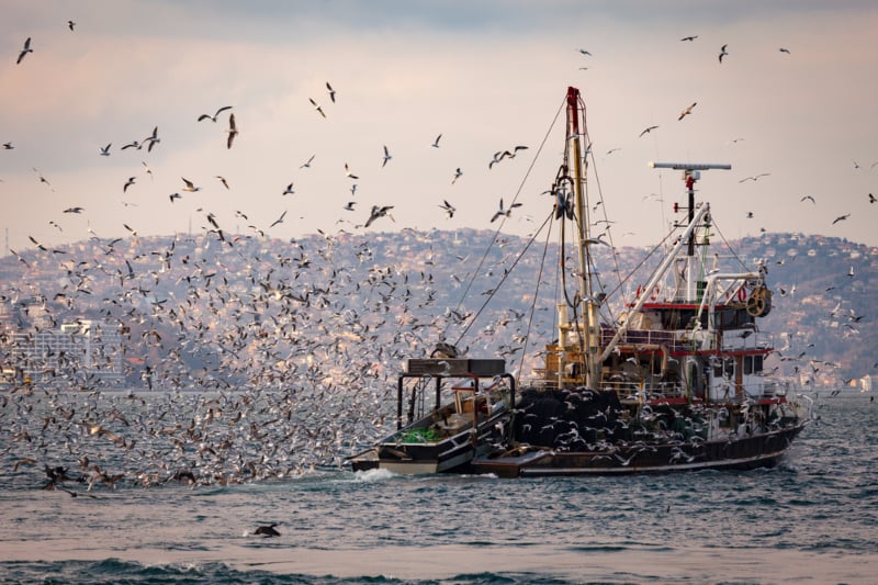 Birds Swarm the Workers