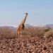 Damaraland